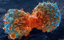 cancer cellule mitose